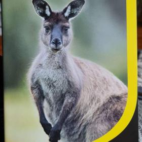 Foto inzerátu DVD - FASCINUJÍCÍ SVĚT ZVÍŘAT / AUSTRÁLIE