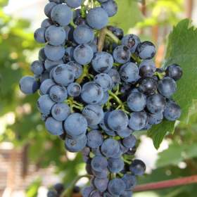 Fotka k inzerátu Sazenice vinné révy odrůda Dornfelder / 16967795