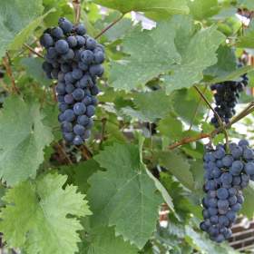 Foto inzerátu Sazenice vinné révy odrůda Dornfelder