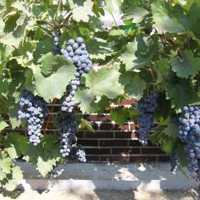 Foto inzerátu Sazenice vinné révy odrůda Dornfelder