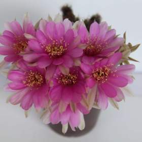 Fotka k inzerátu Kaktusy / 18698475