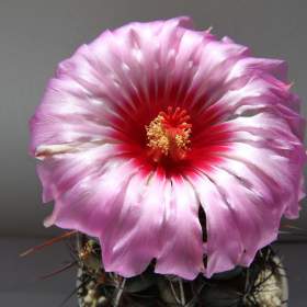 Foto inzerátu Kaktusy