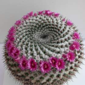 Foto inzerátu Kaktusy