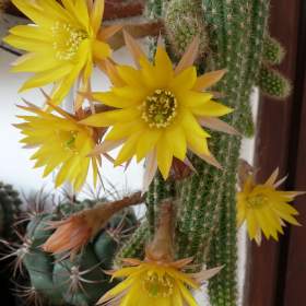 Foto inzerátu Kaktusy