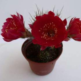 Foto inzerátu Kaktusy