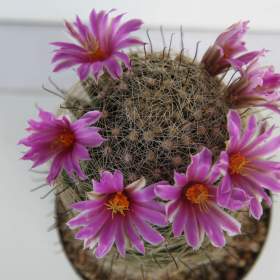 Foto inzerátu Kaktusy