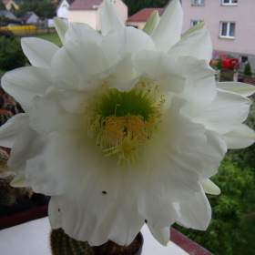 Foto inzerátu Kaktusy