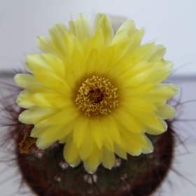 Foto inzerátu Kaktusy