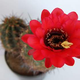 Foto inzerátu Kaktusy