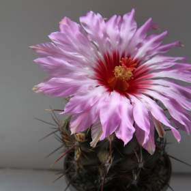 Foto inzerátu Kaktusy