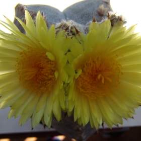 Foto inzerátu Kaktusy