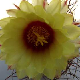 Foto inzerátu Kaktusy