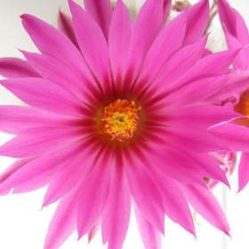 Foto inzerátu Kaktusy