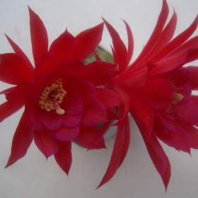 Foto inzerátu Kaktusy