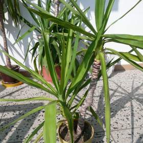 Foto inzerátu Yuka elephantipes