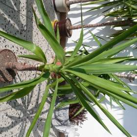 Fotka k inzerátu Yuka elephantipes / 18519764