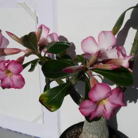 Fotka k inzerátu Sukulenty / 16967795