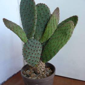 Foto inzerátu Mrazuvzdorné Opuncie