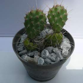 Foto inzerátu Mrazuvzdorné Opuncie