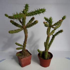 Foto inzerátu Mrazuvzdorné Opuncie