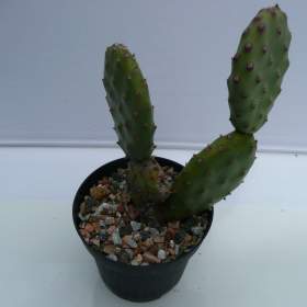 Foto inzerátu Mrazuvzdorné Opuncie