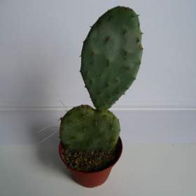 Foto inzerátu Mrazuvzdorné Opuncie