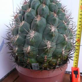 Fotka k inzerátu Velké kaktusy / 16967795