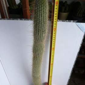 Foto inzerátu Velké kaktusy