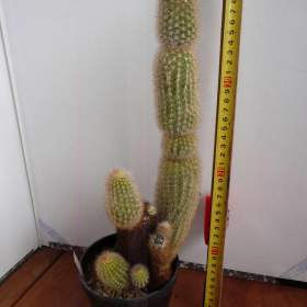 Foto inzerátu Velké kaktusy