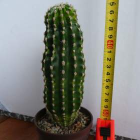 Foto inzerátu Velké kaktusy