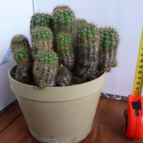 Foto inzerátu Velké kaktusy