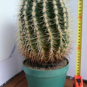 Foto inzerátu Velké kaktusy