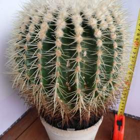 Foto inzerátu Velké kaktusy