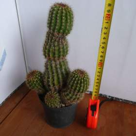 Foto inzerátu Velké kaktusy