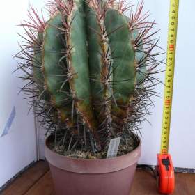 Foto inzerátu Velké kaktusy