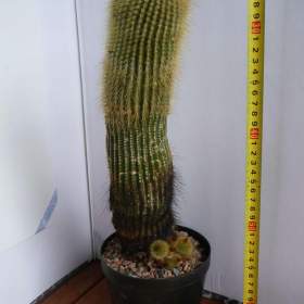 Foto inzerátu Velké kaktusy