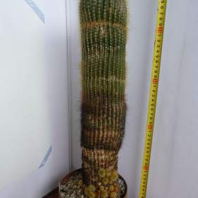 Foto inzerátu Velké kaktusy