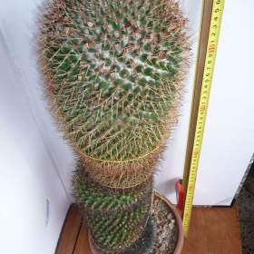 Foto inzerátu Velké kaktusy