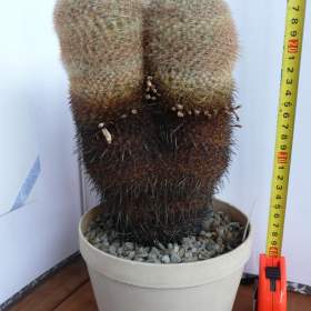 Foto inzerátu Velké kaktusy