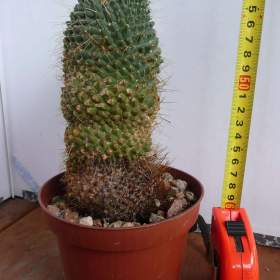 Foto inzerátu Velké kaktusy