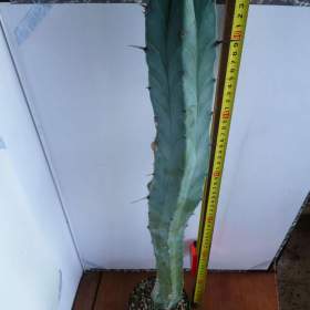 Foto inzerátu Velké kaktusy