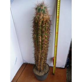 Foto inzerátu Velké kaktusy