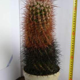 Foto inzerátu Velké kaktusy