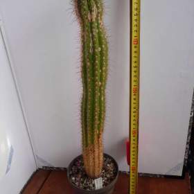 Foto inzerátu Velké kaktusy