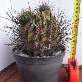 Foto inzerátu Velké kaktusy