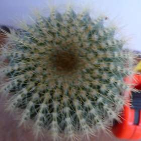 Foto inzerátu Velké kaktusy