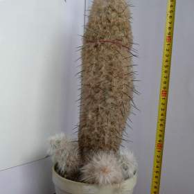 Foto inzerátu Velké kaktusy