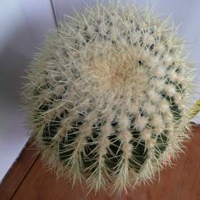 Foto inzerátu Velké kaktusy