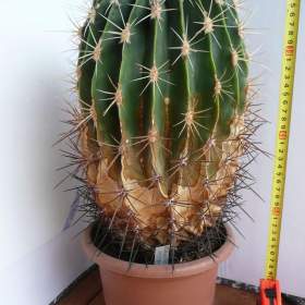 Foto inzerátu Velké kaktusy