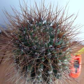 Foto inzerátu Velké kaktusy